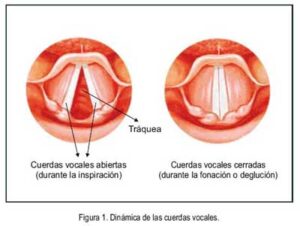 cuerdas vocales